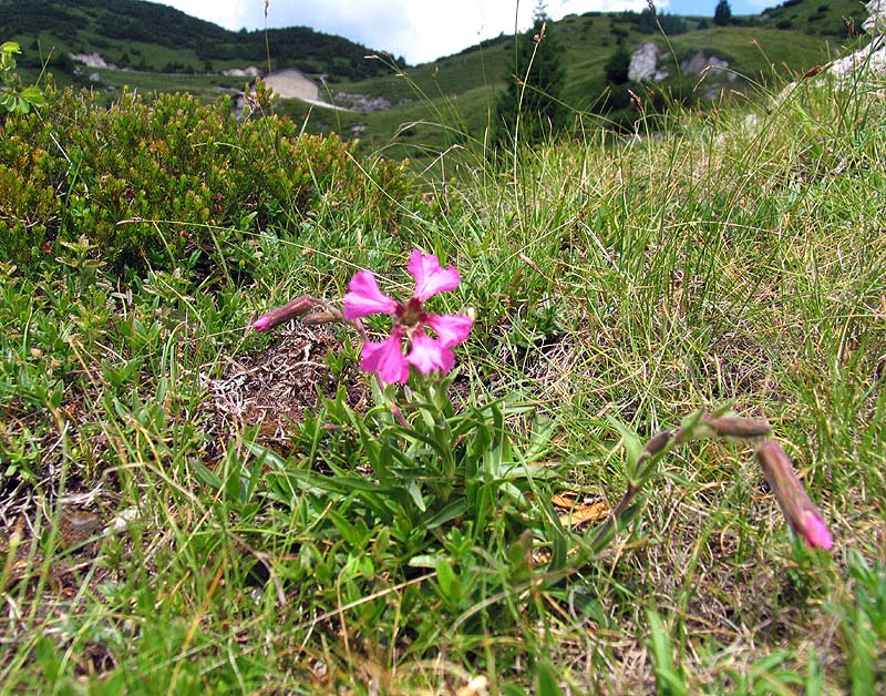 Silene elisabethae  / Silene di Elisabetta